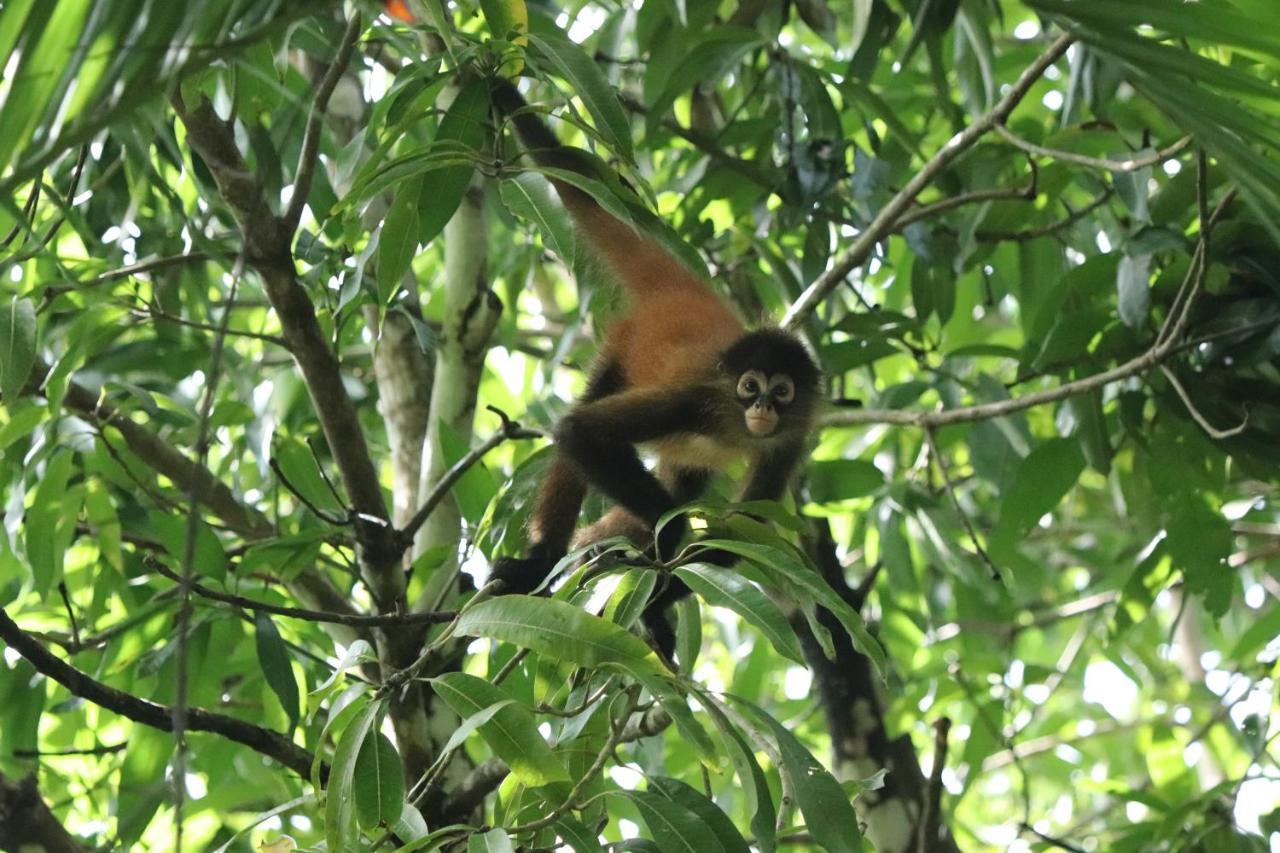 Four Monkeys Eco Lodge Jungle & Beach - The House Cabo Matapalo Zewnętrze zdjęcie