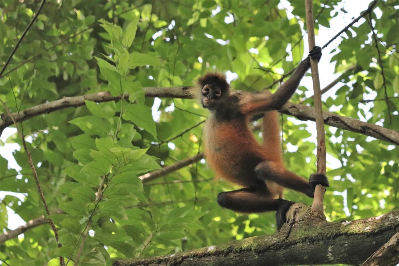 Four Monkeys Eco Lodge Jungle & Beach - The House Cabo Matapalo Zewnętrze zdjęcie