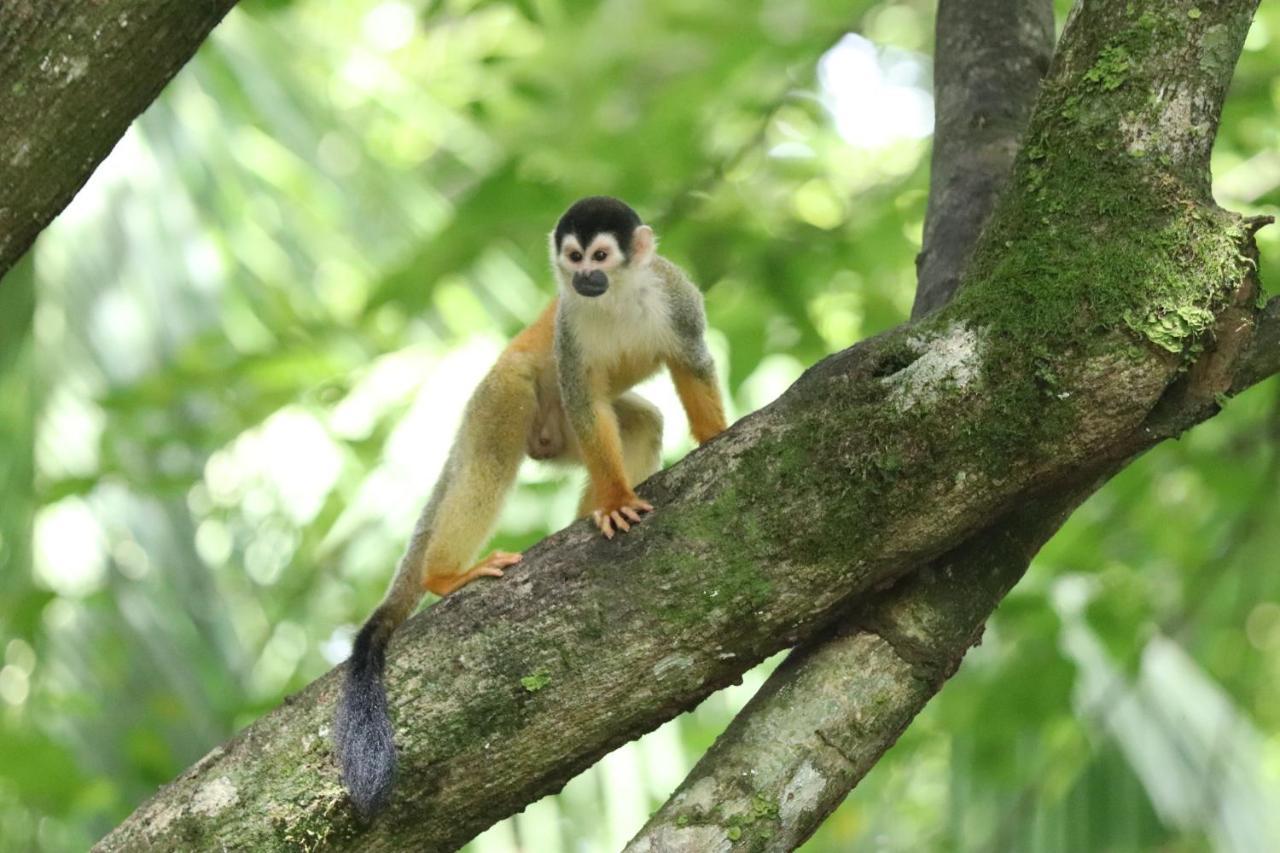Four Monkeys Eco Lodge Jungle & Beach - The House Cabo Matapalo Zewnętrze zdjęcie