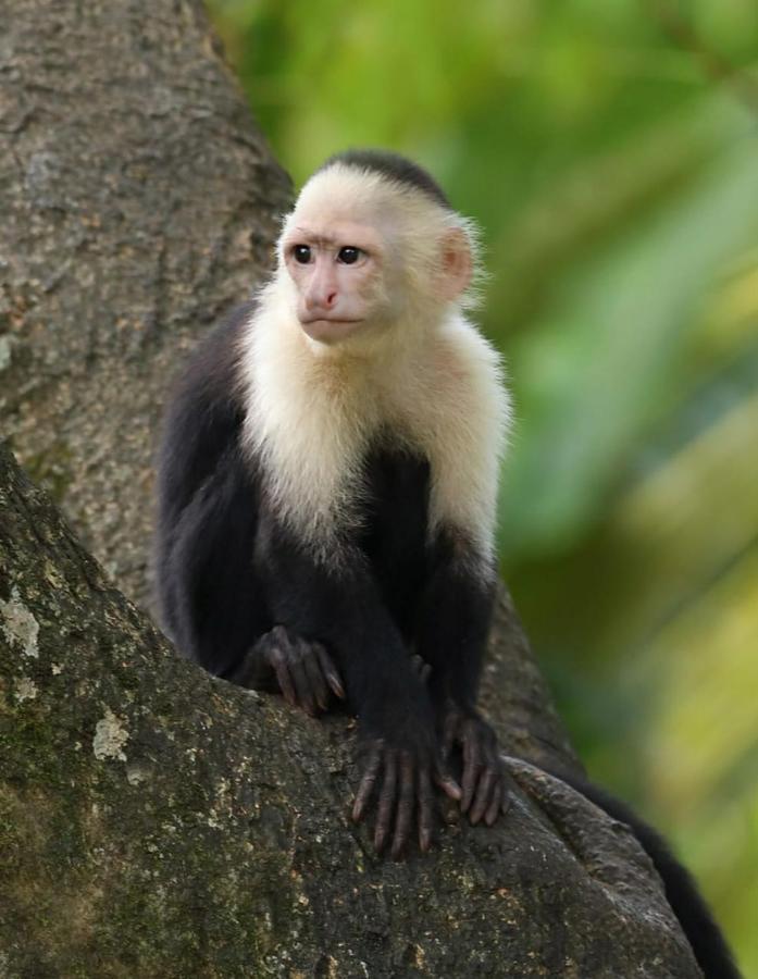 Four Monkeys Eco Lodge Jungle & Beach - The House Cabo Matapalo Zewnętrze zdjęcie